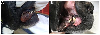 Metronomic Chemotherapy for Palliative Treatment of Malignant Oral Tumors in Dogs